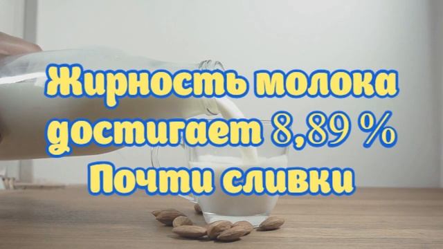 Милые коровы породы Джерси смотреть онлайн