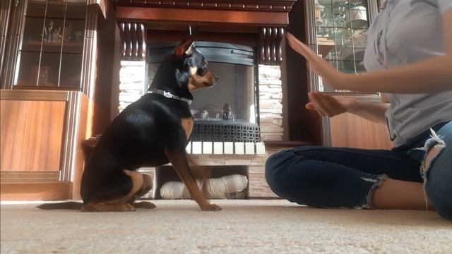 Той терьер играет в ладушки. Команда "Ладушки" смотреть онлайн