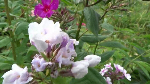 Флокс Русский сюрприз ? обзор, описание, цветение, отзыв смотреть онлайн