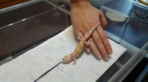 КАК ПРИРУЧИТЬ ЭУБЛЕФАРА ??? / БЕРЕМ НА РУКИ ВЗРОСЛУЮ И МАЛЕНЬКУЮ РЕПТИЛИЮ