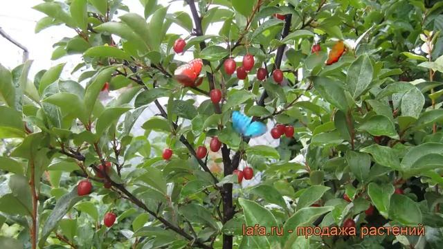 Гуми многоцветковая ? многоцветковая гуми обзор: как сажать, саженцы гумей смотреть онлайн