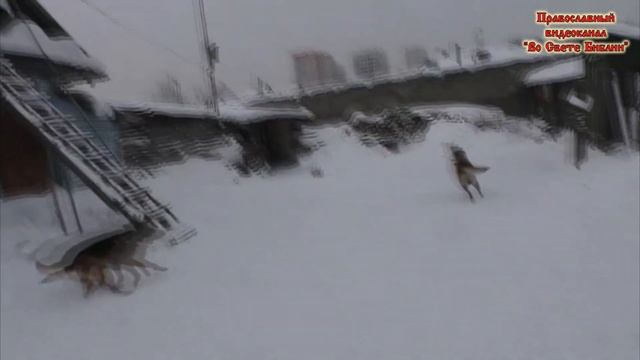 Собаки. Где дверь вначале. смотреть онлайн