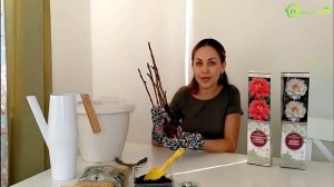 Как сохранить саженцы ПИОНОВ до посадки