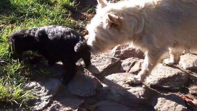 Welpen raufen 02 смотреть онлайн