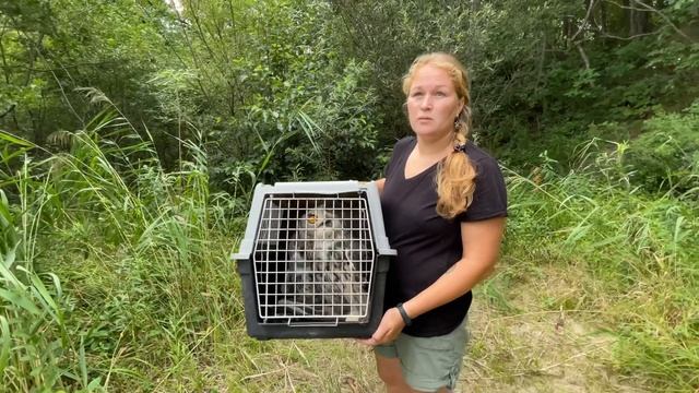Спасённые филины ВЕРНУЛИСЬ В ПРИРОДУ !! Лайк красавчикам смотреть онлайн