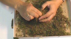 Шарики из мха — Как сделать самим