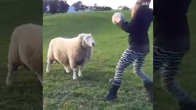 Любовь между животным и человеком ? смотреть онлайн