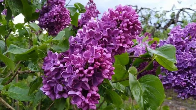 Lilac 'Masséna', Lilak Pospolity Massena, Syringa Vulgaris