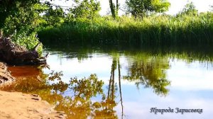 ЗВУКИ Журчащей Реки, Живой Природы. Пение Птиц и Звуки Леса.