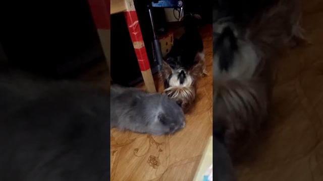 Чаппи лечит Лапу. смотреть онлайн