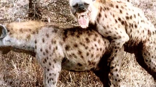 удивительные размножения животных смотреть онлайн