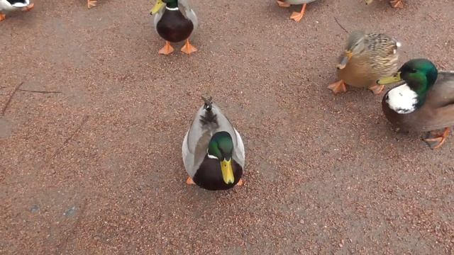 Голодные уточки крякают. Дикие кряквы стали домашними утками. смотреть онлайн