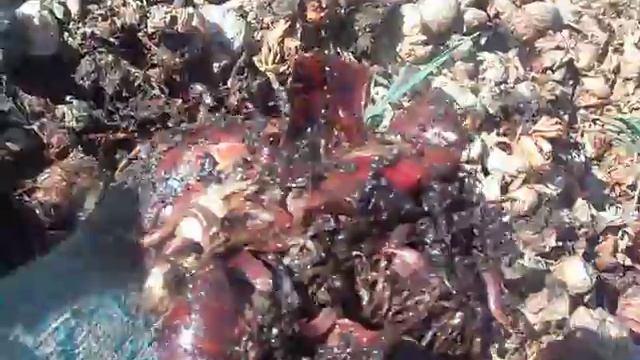 навозные черви на отработанной репке лука продолжение смотреть онлайн