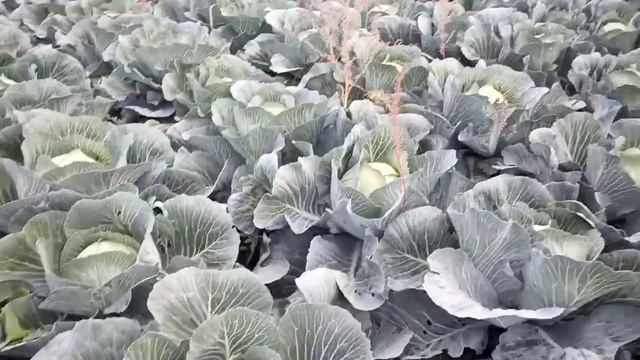 Капуста на закладку , сорт СВ 3404