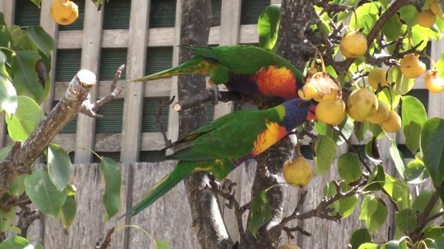 Rosellas : HDR-SR10E Test Footage смотреть онлайн