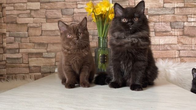 Espurr and Truffle смотреть онлайн