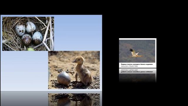 Стерх.Белый журавль. смотреть онлайн