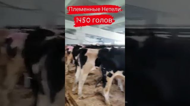 Племенной КРС молочной породы. Доставка скотовозами. смотреть онлайн