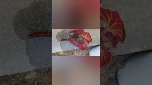 Черенкование клубневой бегонии фрагментом стебля/Что делать если бегония вытянулась