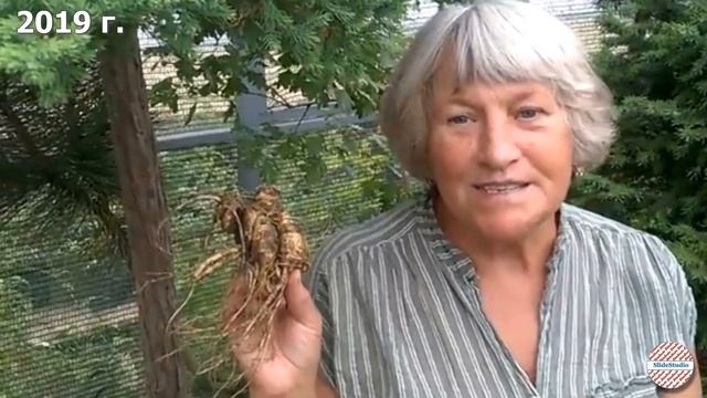 Первый женьшень выращенный на Алтае В Н Буркова смотреть онлайн