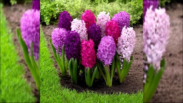 ПЕРВОЦВЕТЫ. первые цветы весной смотреть онлайн