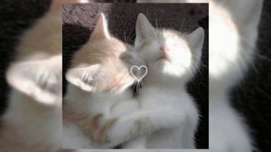 flëur - будь моим смыслом (speed up)