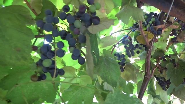 Изабелла, виноград на Кубани. Ароматный, вкусный, урожайный и не прихотливый и самый популярный. смотреть онлайн