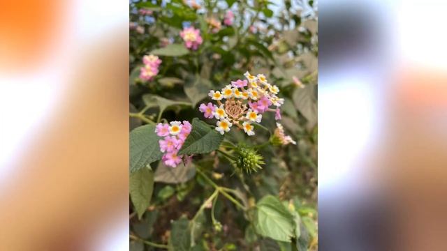 iPhone 11 Cashify || Good Condition || full review || worth 22999 ? #cashify #iphone11 смотреть онлайн