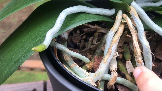 The Little Orchid That Could - Rescuing A Phalaenopsis Orchid смотреть онлайн