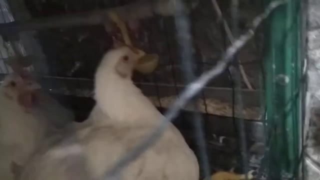 Передвижные клетки. Выращивание бройлеров в небольшом помещении.