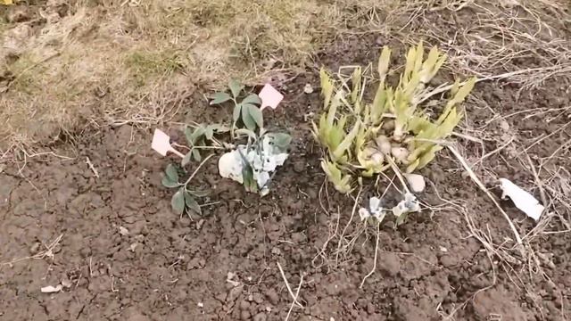 НА ЧАСИК НА ДАЧУ ЗАСКОЧИЛА🏡🌷🧹 смотреть онлайн
