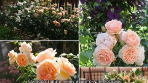 Роза Джульетта (Juliet)