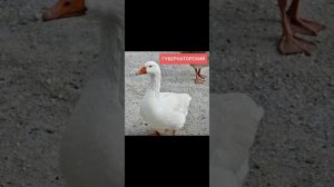 Самые популярные породы гусей ☺