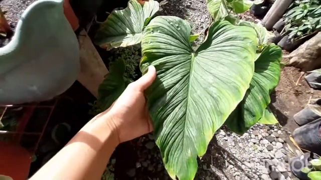 Philodendron Plowmanii Vs Philodendron Mamei