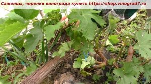 Перепрививка старого куста винограда- зеленым в зеленое, черным в зеленое. Работа, любимая работа.