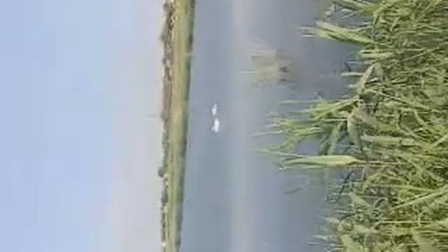 лебеди!!! смотреть онлайн