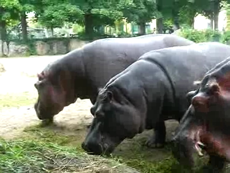 Бегемотики смотреть онлайн