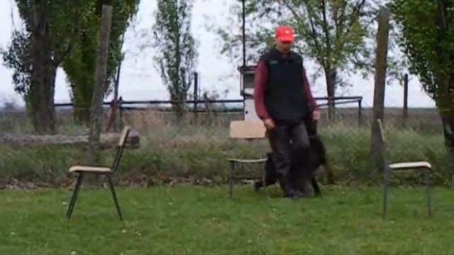 Doberman Zeus di Altobello - BH training смотреть онлайн