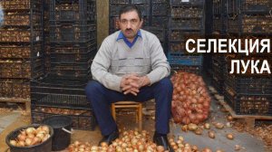 Фермер Роман Алыев. Селекция лука шалота. Новые сорта лука полученные в хозяйстве