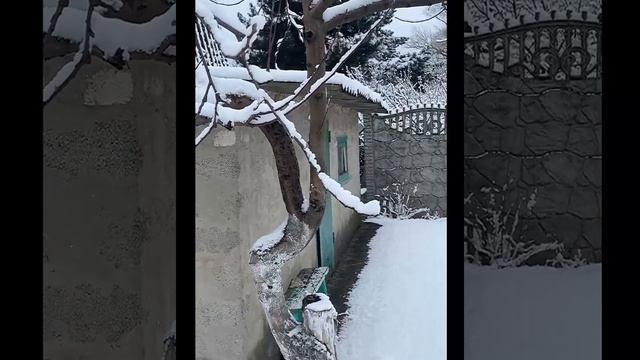 Плодовые деревья. Обзор смотреть онлайн