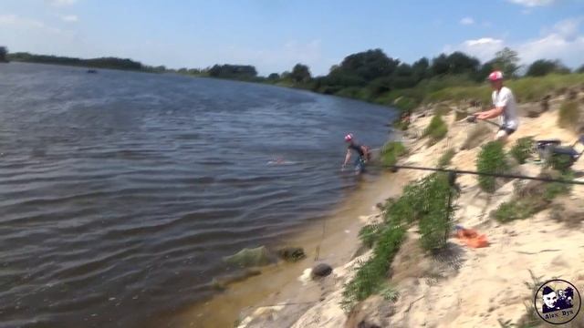 Припять ловля на фидер август 2017//Pripyat fishing for the feeder in August 2017 смотреть онлайн