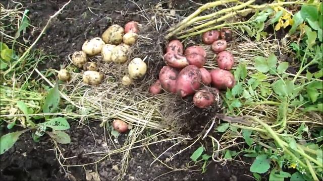 РАННИЙ КАРТОФЕЛЬ - ЭТО ПРОСТО ЧУДО!!! смотреть онлайн