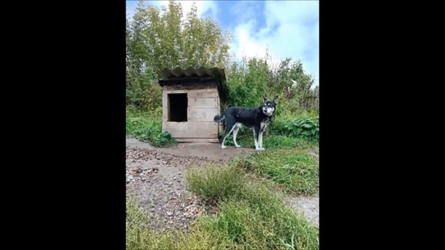 Наш верный пёс. смотреть онлайн