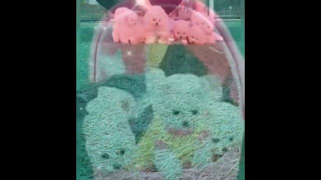 Cute Dogs Videos Compilation | Funnyand Cute Pomeranian 2021 Смешнойи милый Померанский шпиц.#2 смотреть онлайн