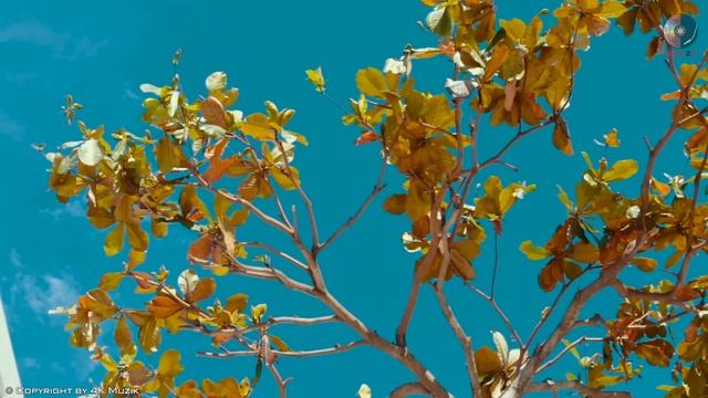 Happy Hawaiian Cafe Music - Background Chill Out Music - Relaxing Guitar Instrumental For Wake Up