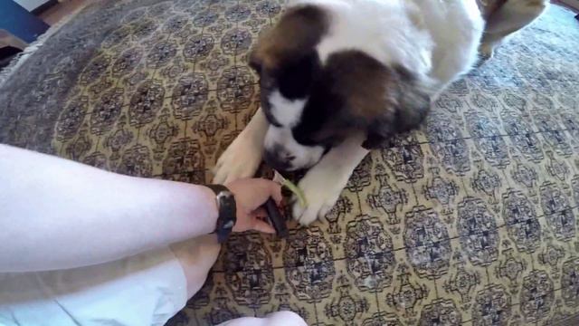 Trimming A Saint Bernard Dog Nails Using Guillotine Cutter & A Flashlight - How To смотреть онлайн