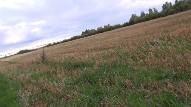Перепелка, ручная. Привыкла к рукам, выпускаю на волю. смотреть онлайн