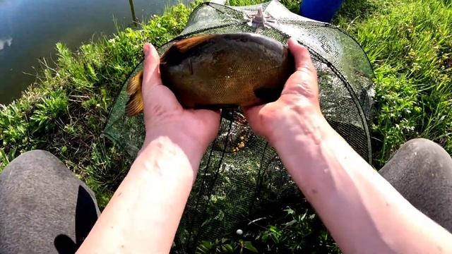 Разведение раков и рыбы в пруду возле дома ловля раков @zhizn_u_Pruda смотреть онлайн