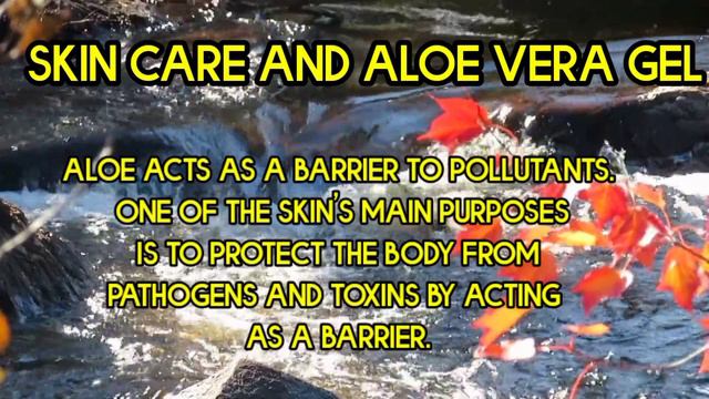 skin care with aloe vera | forever aloe vera gel skin benefits | aloe vera intake benefits смотреть онлайн