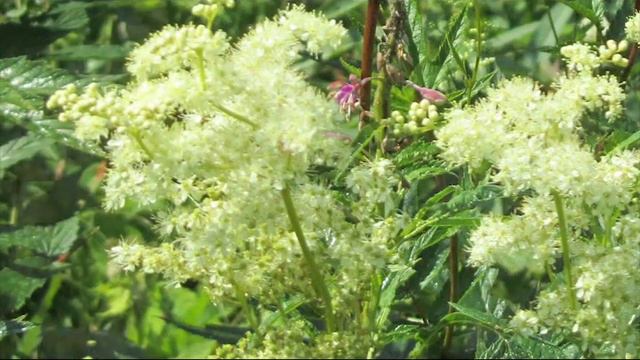 Таволга вязолистная смотреть онлайн